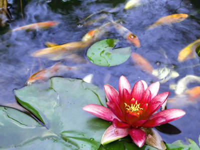 Fische im Gartenteich