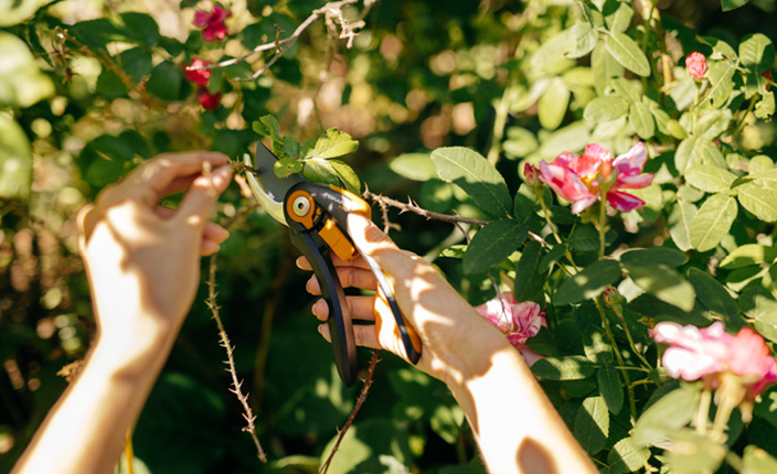 Ast wird mir Fiskars Gartenschere durchgeschnitten