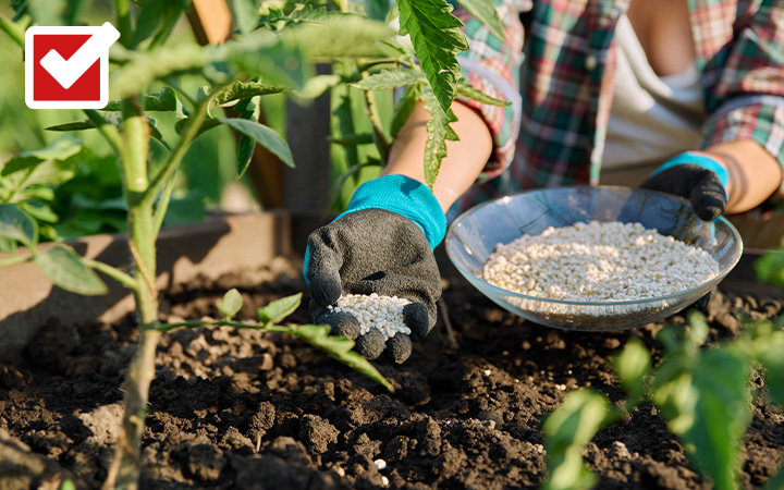Jemand düngt sein Beet.