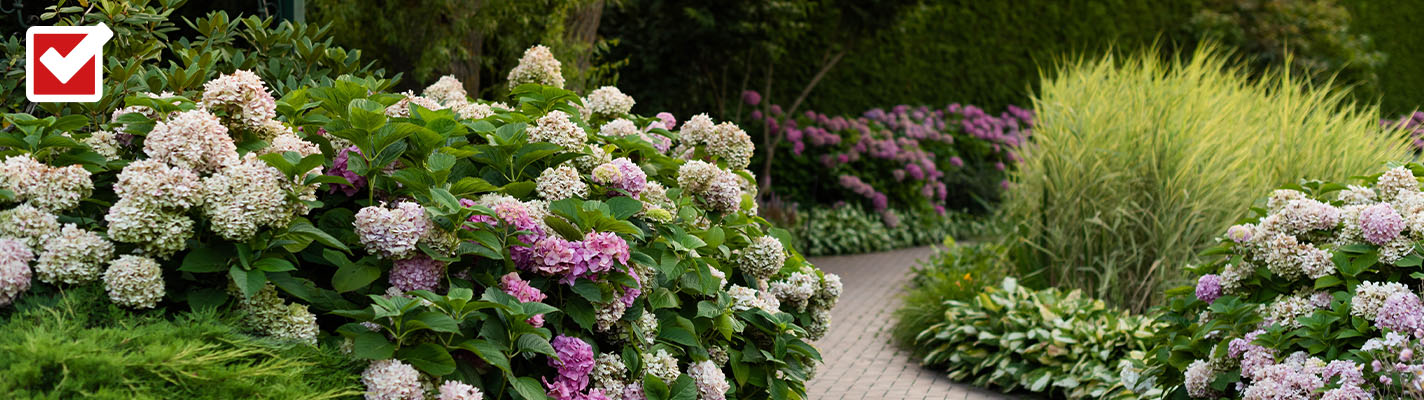 Hortensien Ein geschwungener Gartenweg führt vorbei an üppig blühenden Hortensien in Rosa und Weiß sowie hohen Ziergräsern – oben links ist ein Häkchen-Symbol auf rotem Hintergrund zu sehen.