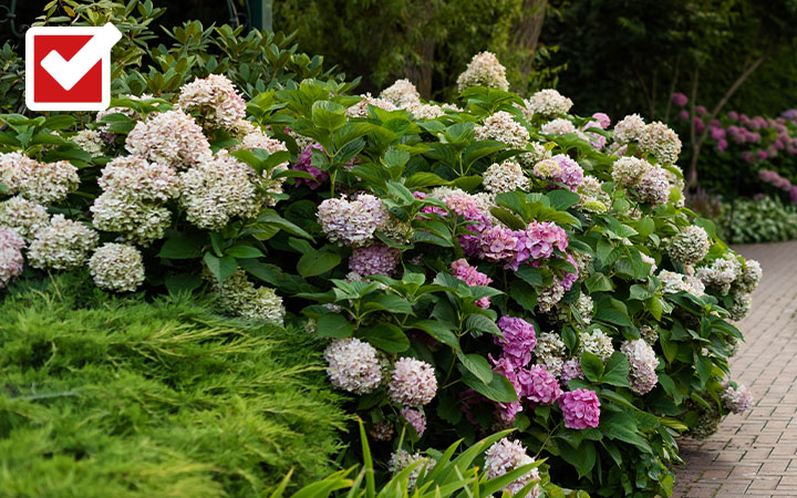 Hortensien Ein geschwungener Gartenweg führt vorbei an üppig blühenden Hortensien in Rosa und Weiß sowie hohen Ziergräsern – oben links ist ein Häkchen-Symbol auf rotem Hintergrund zu sehen.
