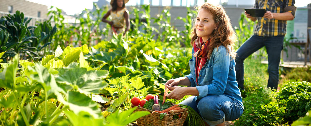 Gemüsebeet planen und anlegen