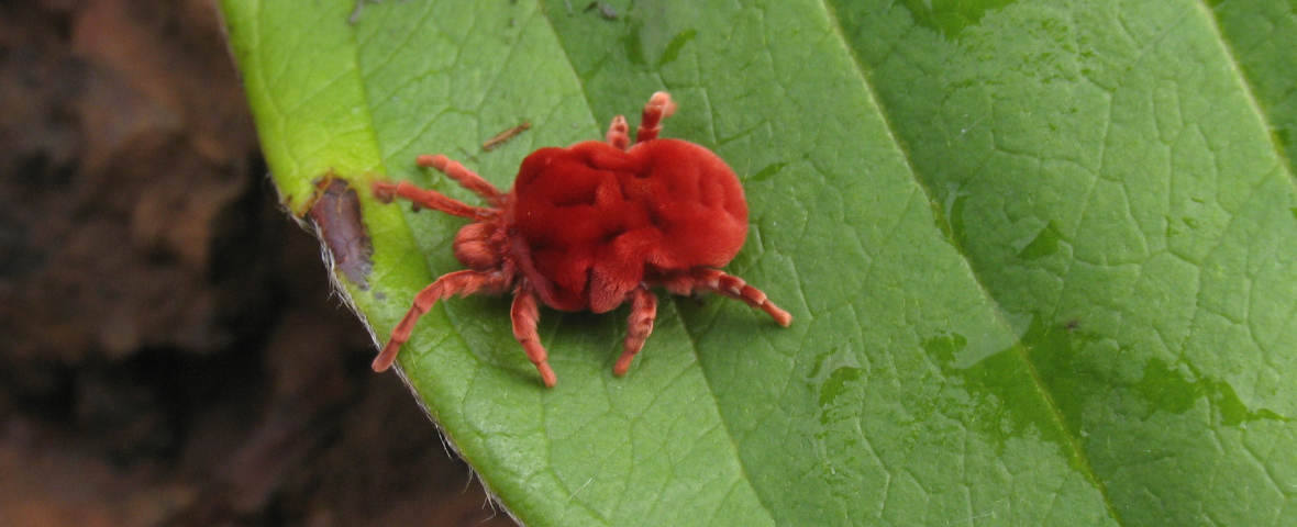 Grasmilbe auf Blatt