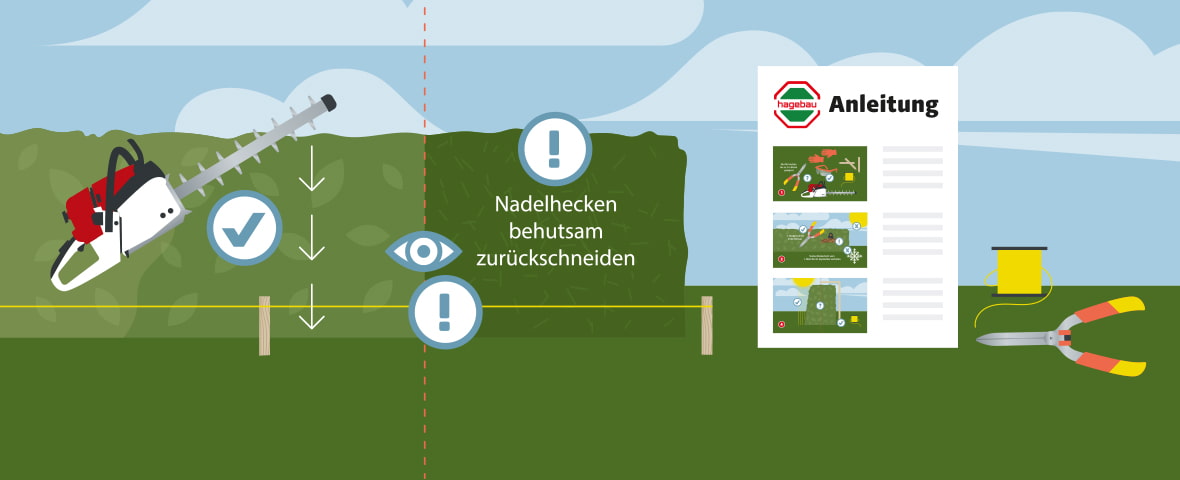 Hecke pflanzen & pflegen » mit 4-Schritte-Anleitung