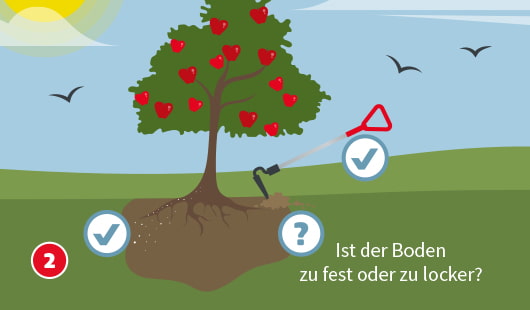 Obstbaum pflanzen Schritt 2