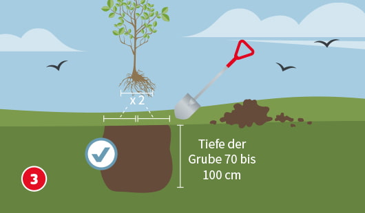 Obstbaum pflanzen Schritt 3