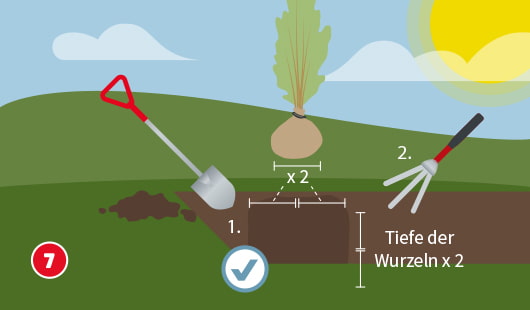 Pflanzlöcher graben Schritt 7