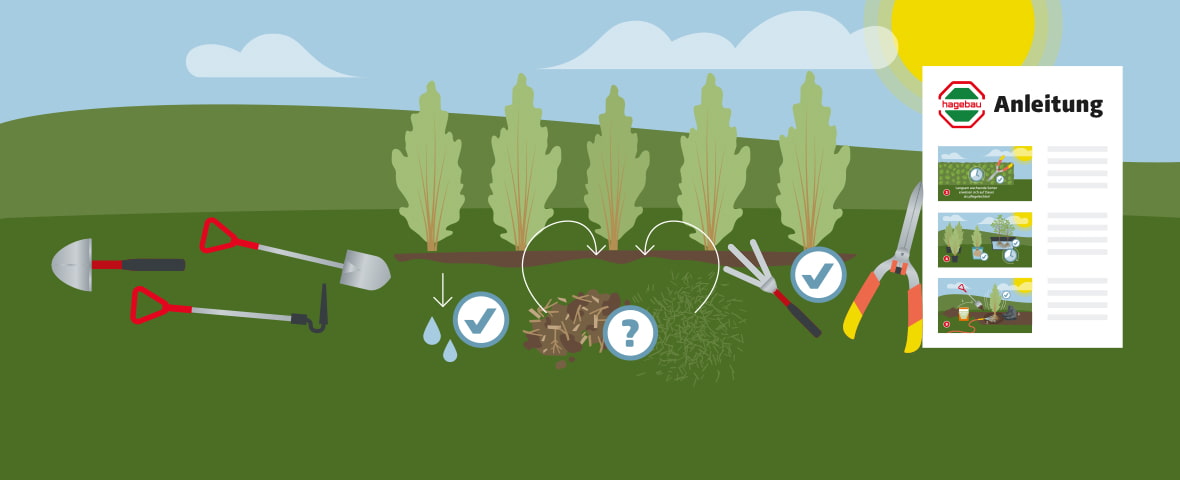 Eine schematische Darstellung zeigt das Pflanzen eines lebenden Sichtschutzes aus mehreren Sträuchern in einer Reihe. Verschiedene Gartengeräte wie Spaten, Schaufel, Rechen und Astschere liegen griffbereit. Zwei Symbole mit Häkchen markieren die korrekte Wässerung und Pflege der Pflanzstellen, ein Fragezeichen weist auf die Wahl des passenden Mulchmaterials hin. Rechts im Bild ist eine Anleitung mit drei bebilderten Schritten zu sehen