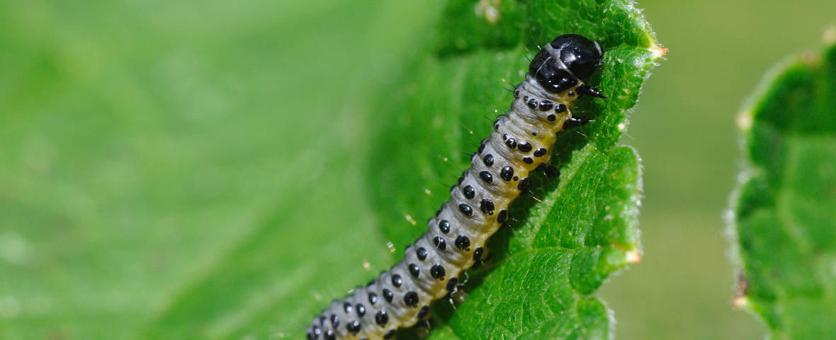 Raupe auf einem Blatt