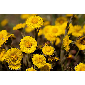 Eine Gruppe leuchtend gelber Huflattich-Blüten auf einer Wiese. Die Blüten stehen dicht beieinander und sind vollständig geöffnet, die Stängel sind rötlich-braun