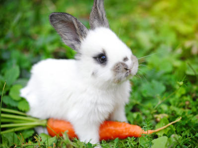 Kaninchen Verhalten