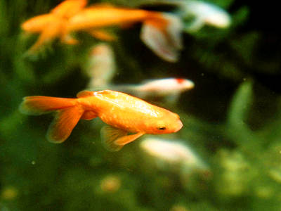 Goldfische im Teich