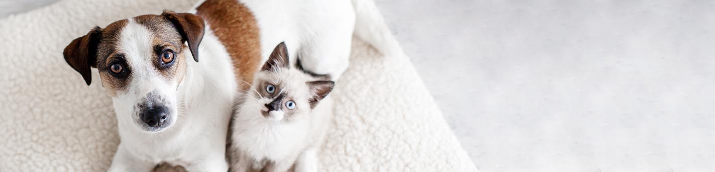 Kleiner Hund neben Katzenbaby