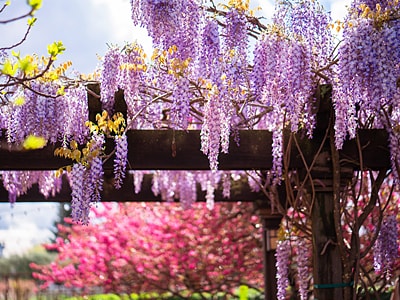 Eine Holzpergola ist üppig mit blühendem Blauregen (Wisteria) überwachsen. Die herabhängenden lila Blütentrauben bilden ein dichtes Blütendach. Im Hintergrund blühen weitere Zierbäume in Rosa.