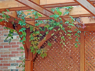 Kletterpflanze in Pergola