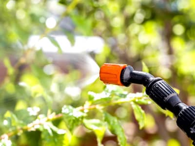 Eine Sprühdüse mit roter Kappe verteilt feinen Nebel auf die Blätter eines Strauchs im Sonnenlicht