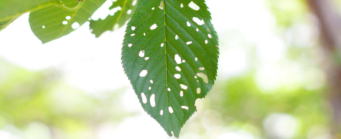 Blatt mit Löchern