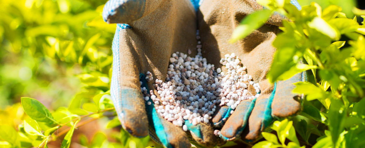 Ein Gärtner hält eine Portion mineralischen Dünger in beiden Händen über einem Beet. Die Gartenhandschuhe sind braun mit blauen Nähten, rundherum wachsen grüne Pflanzen im Sonnenlicht
