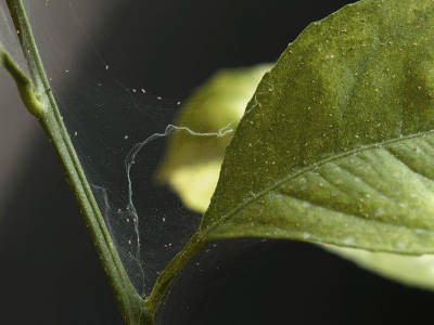 Pflanzenblatt mit Spinnmilben