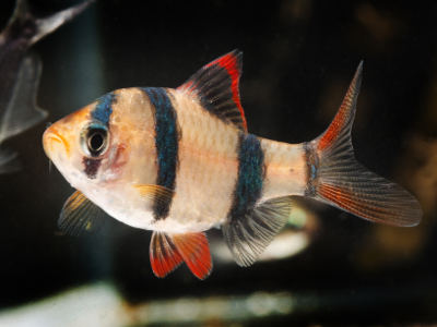 Sumatrabarbe Fisch Aquarium