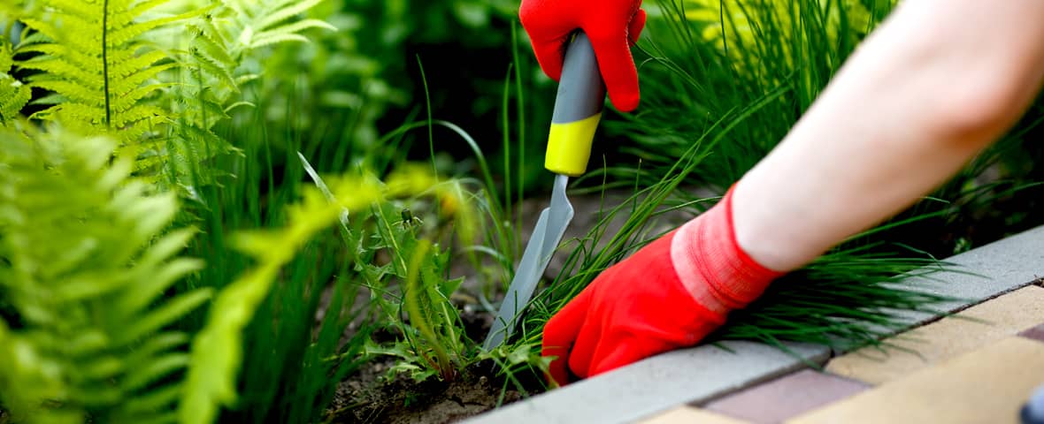 Eine Person mit roten Gartenhandschuhen entfernt Unkraut mit einem schmalen Handgerät aus einem dicht bepflanzten Beet. Links wachsen Farne, rechts verläuft eine gepflasterte Wegkante
