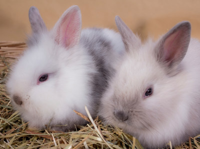 zwei kaninchen im Stall
