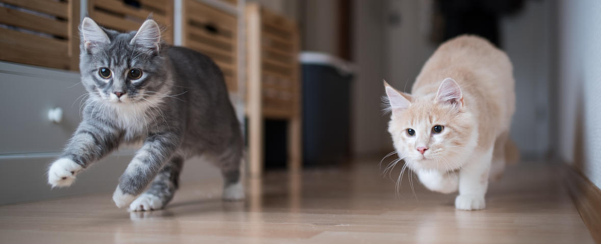 Katzen zusammenführen Header